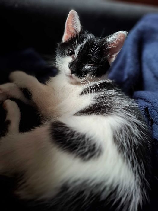 Urocza Kicia Szuka Domu Pełnego Miłości!