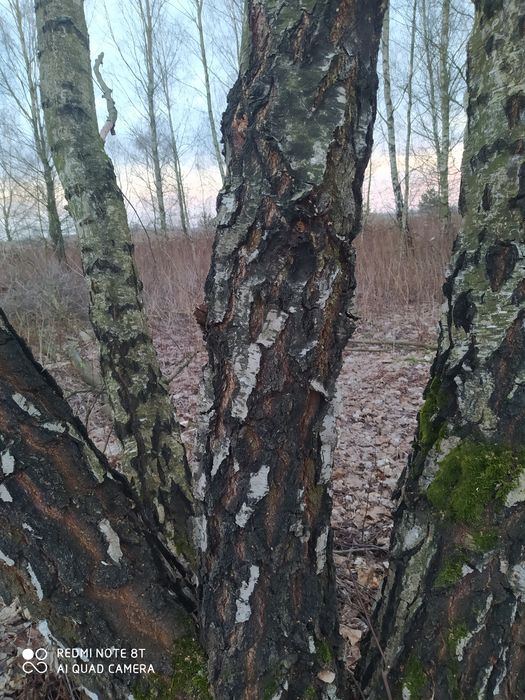 Sprzedam drzewo kominkowe