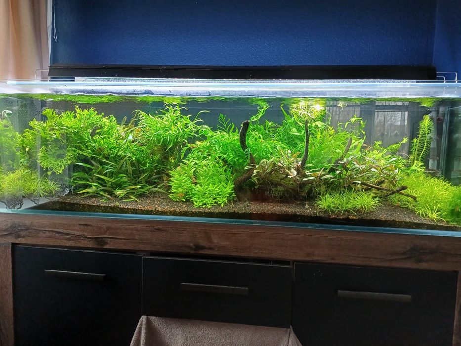 Rośliny z przycinki