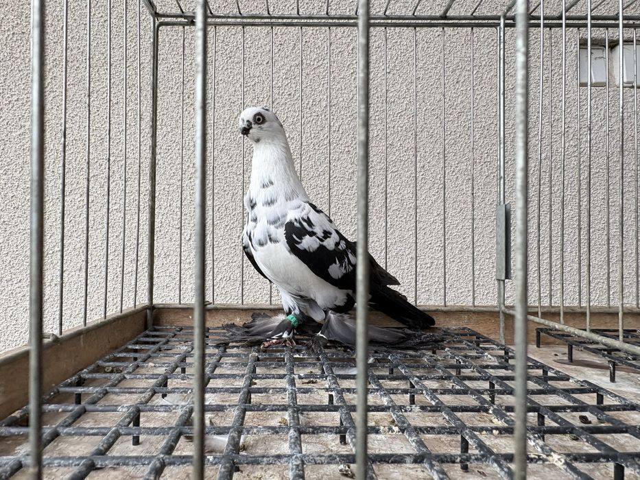 Motyle czarne gołębie ozdobne