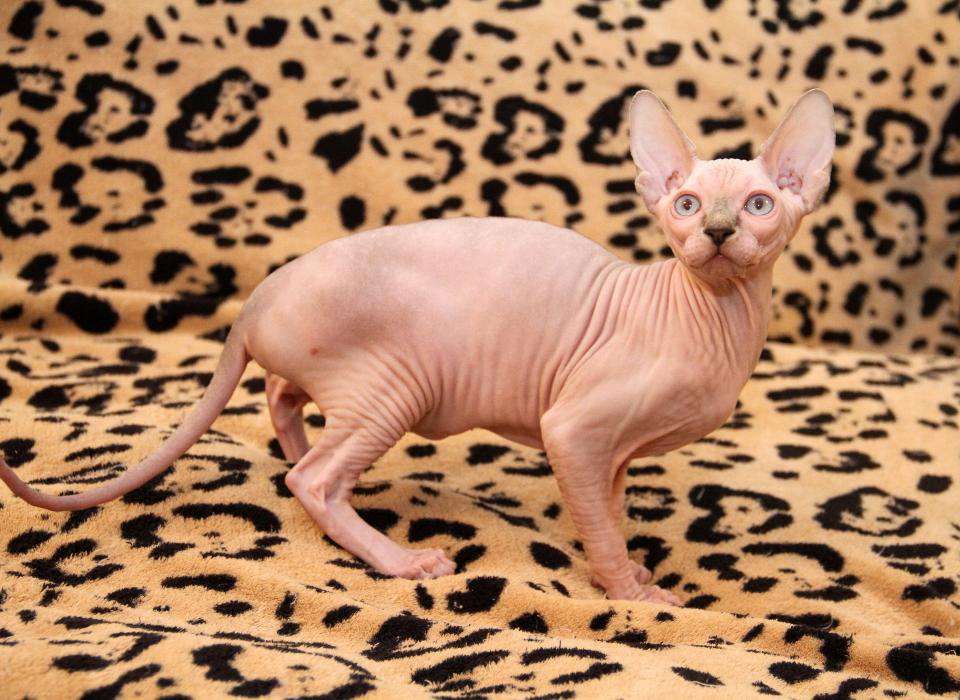 Голубоглазые котята