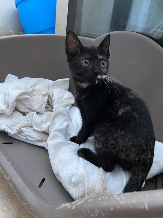 Gatinha bebe tartaruga para adoção