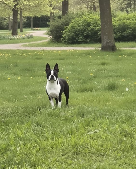 Boston terrier pies