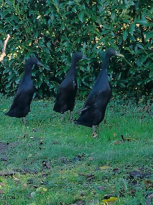 Kaczki biegusy 90 zl