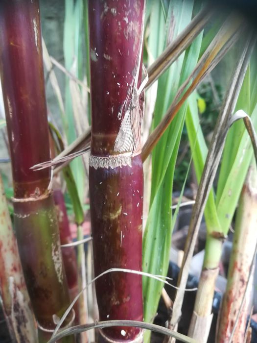 Cana-de-Açúcar (Saccharum officinarum)