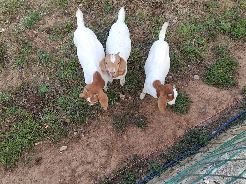 Cabritos 100% Boer para venda