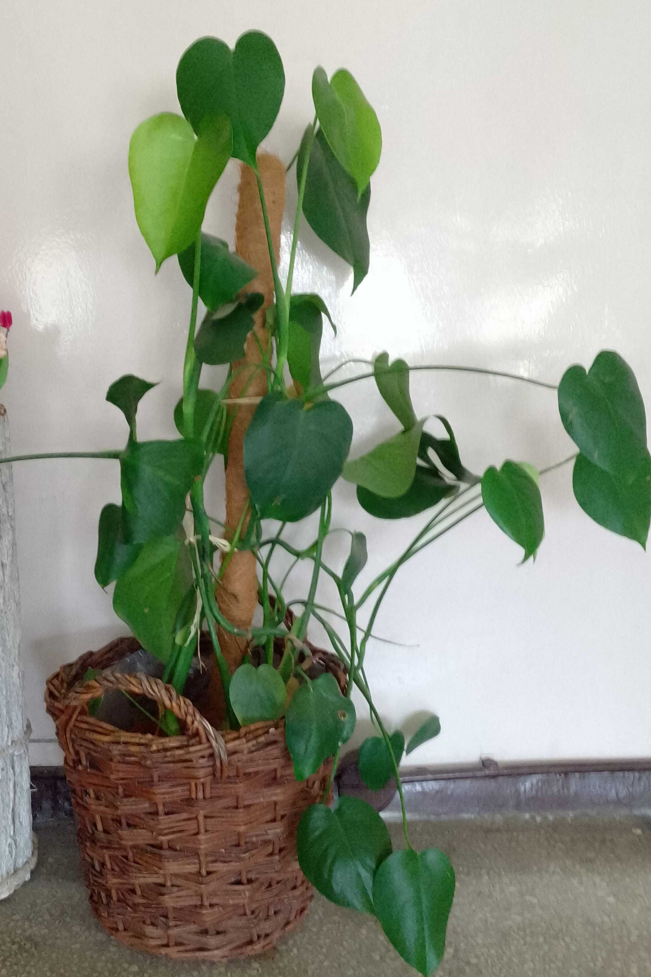 Kwiat doniczkowy Monstera