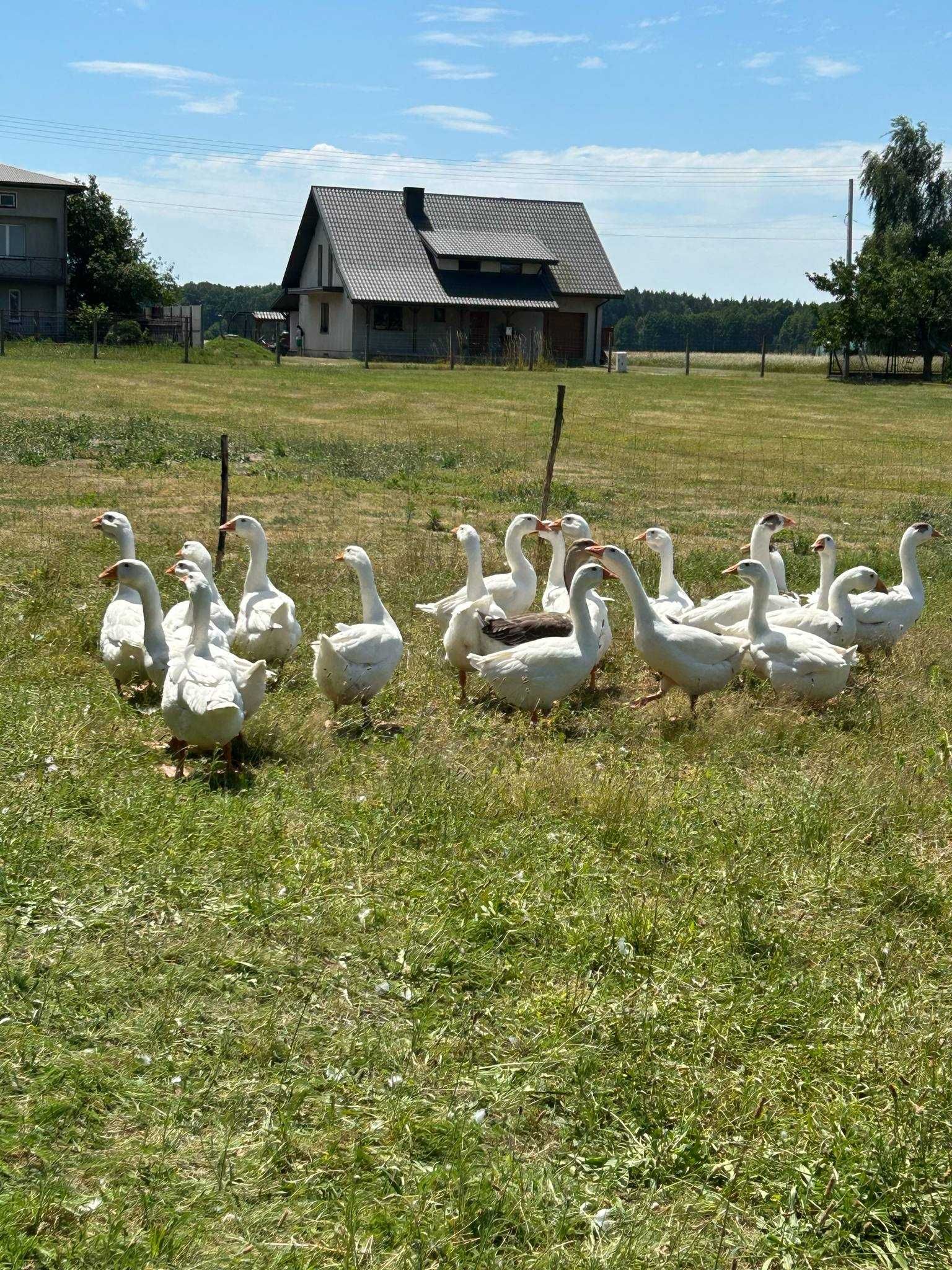 Gesi mieszanka cholmogor z tuluskimi ur 28.04.2025
