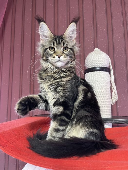 Девочка Мейн-Кун ST*Olympus Pride W*Colibri