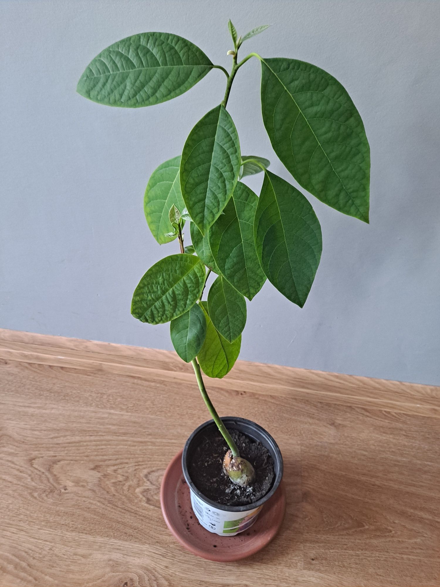 Kwiat awokado wysokość 40 cm