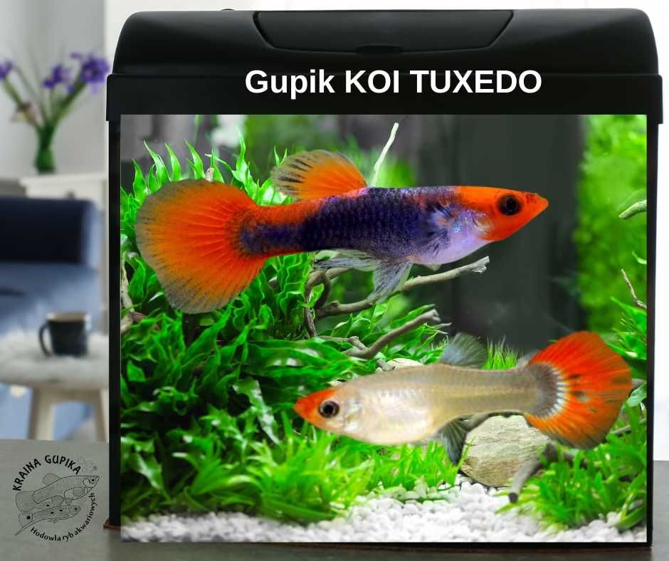 KG - Gupik Koi Tuxedo (para)