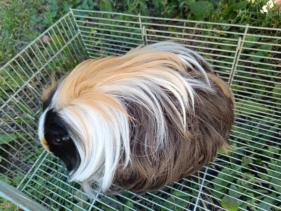 Грызун свинка длинношерстный