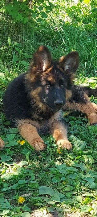 Єлітні цуценята німецької вівчарки.