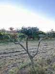 Oliveiras de Jardim