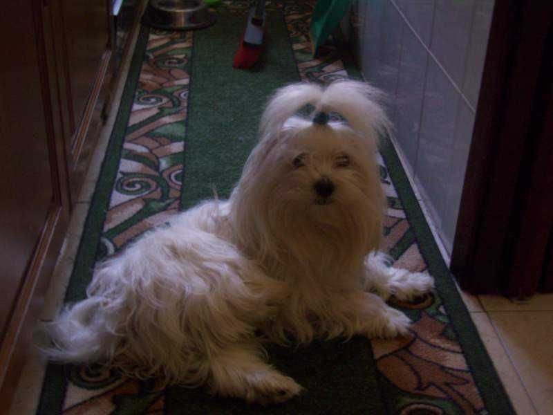 Niki sunia roczna maltanczyk za darmo