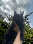 Kotek Maine Coon