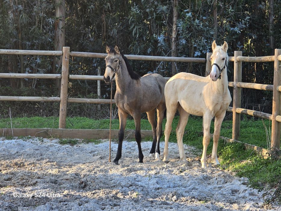 Vendo dois poldros psl baio e palomino