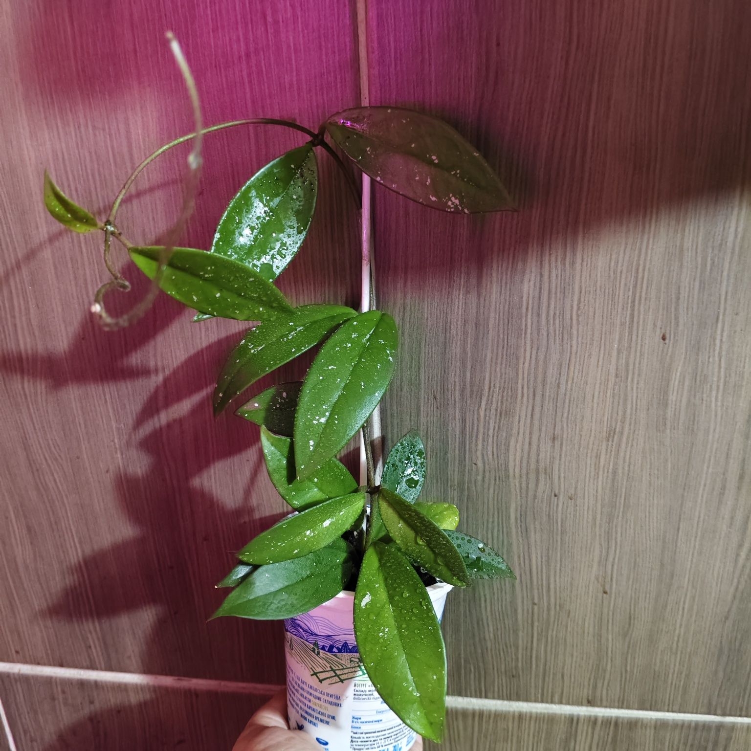 Хойя, кактус, криптантус, пеларгония, олеандр