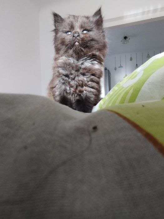 Кошеня в добрі руки