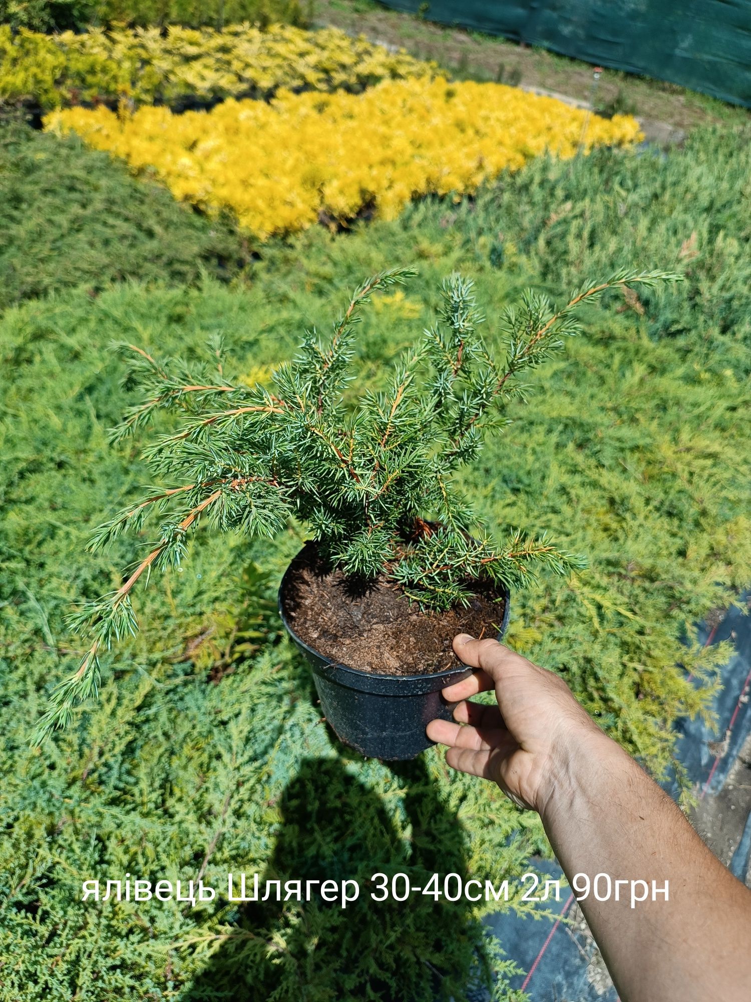 Ялівці:Холгер,Меєрі,,Грін карпет,Блю Альпс,Блю швед