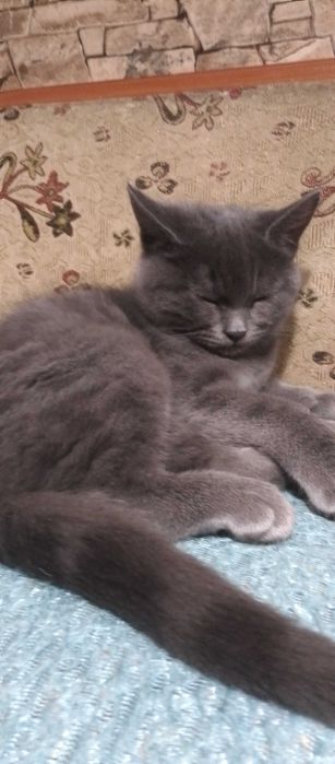 Кошеня в добрі руки безкоштовно