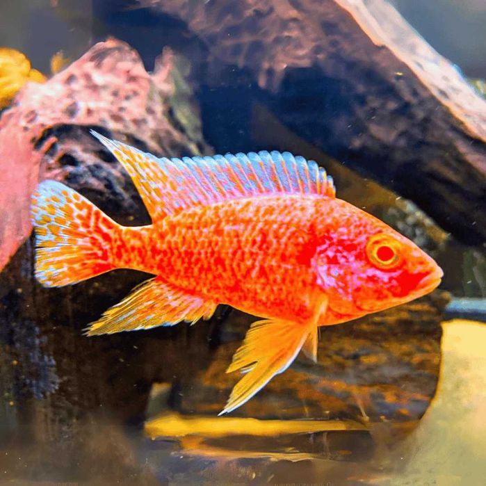 GB MALAWI Pyszczak Aulonocara Strawberry Red Albino - dowóz ryb!