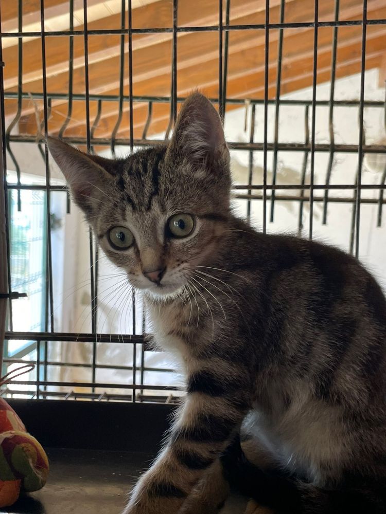 Merlin- Gatinho Tabby para Adoção