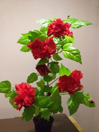 Гибискус махровая роза, маракуйя, питахайя