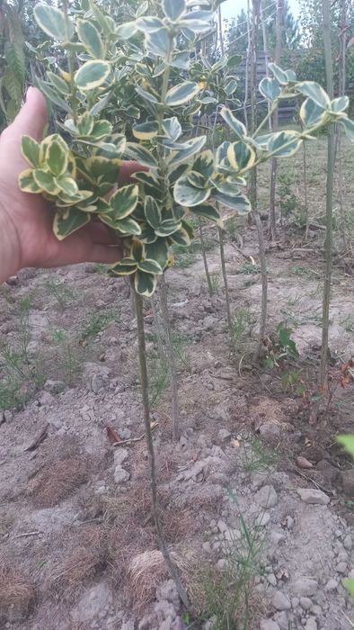 Сакура ,глід,верби,піони,барбариси,гортензії,дієрвілла,піроканта і т.д