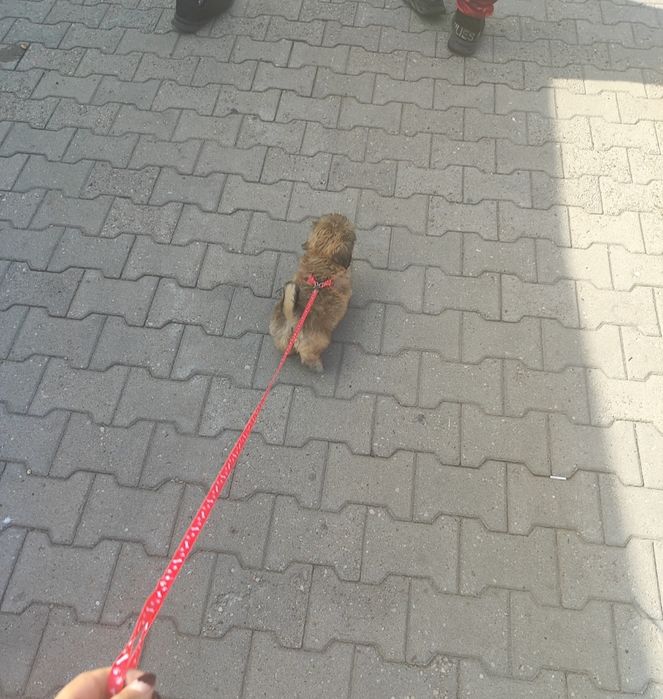 Shih tzu gotowa do odbioru