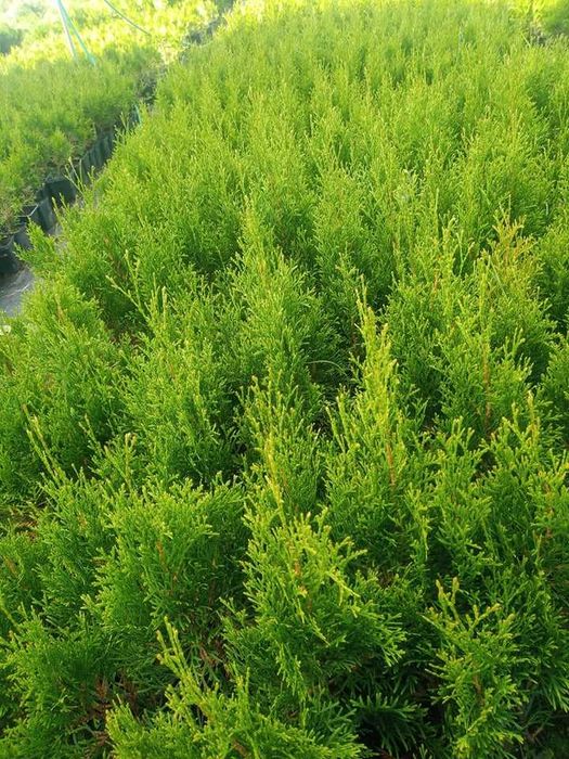 Tuja Szmaragd Doniczka 40 50 cm z dowozem żywopłot Lublin  SADZIMY