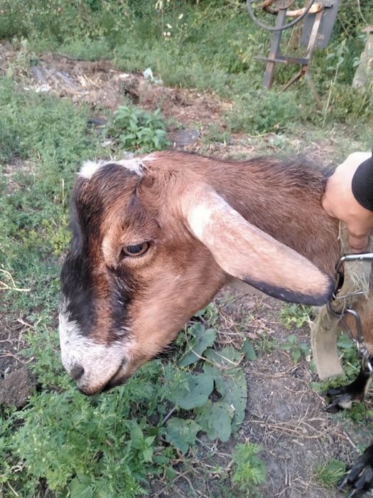 Продам дійну козу