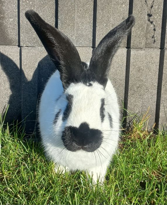 Srokacz niemiecki samiec