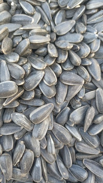 Продам соняшник для жарки,кондитерський очищений.