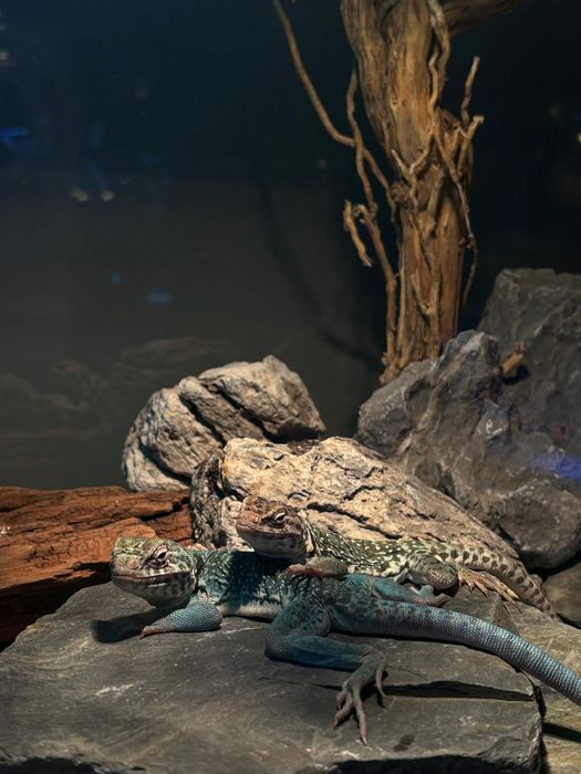 Crotaphytus collaris – Legwan obrożny