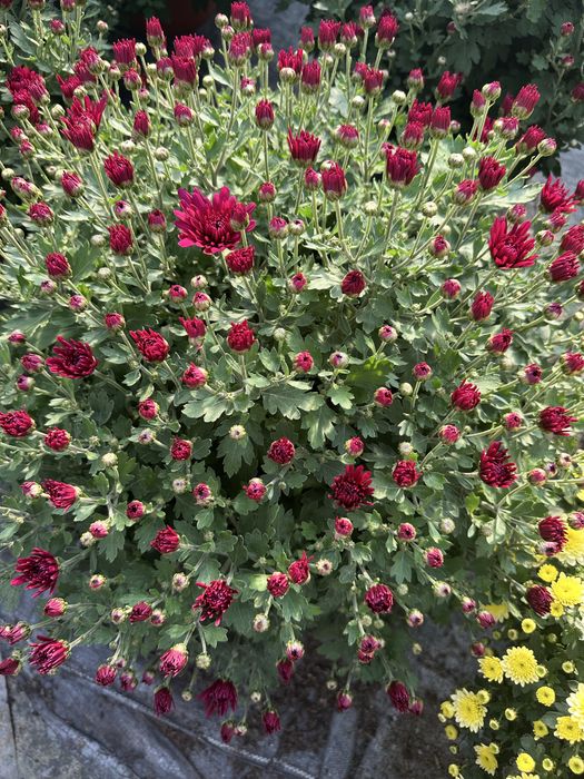 Aktualizacja Zdjęc. Chryzantema Doniczkowa 2025