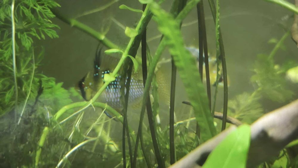 Pielęgniczki Ramireza na wymianę