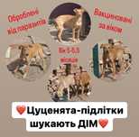 Цуценята шукають дім! Вік 5-5,5 місяців