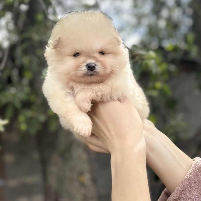 чудова дівчинка шоу классу