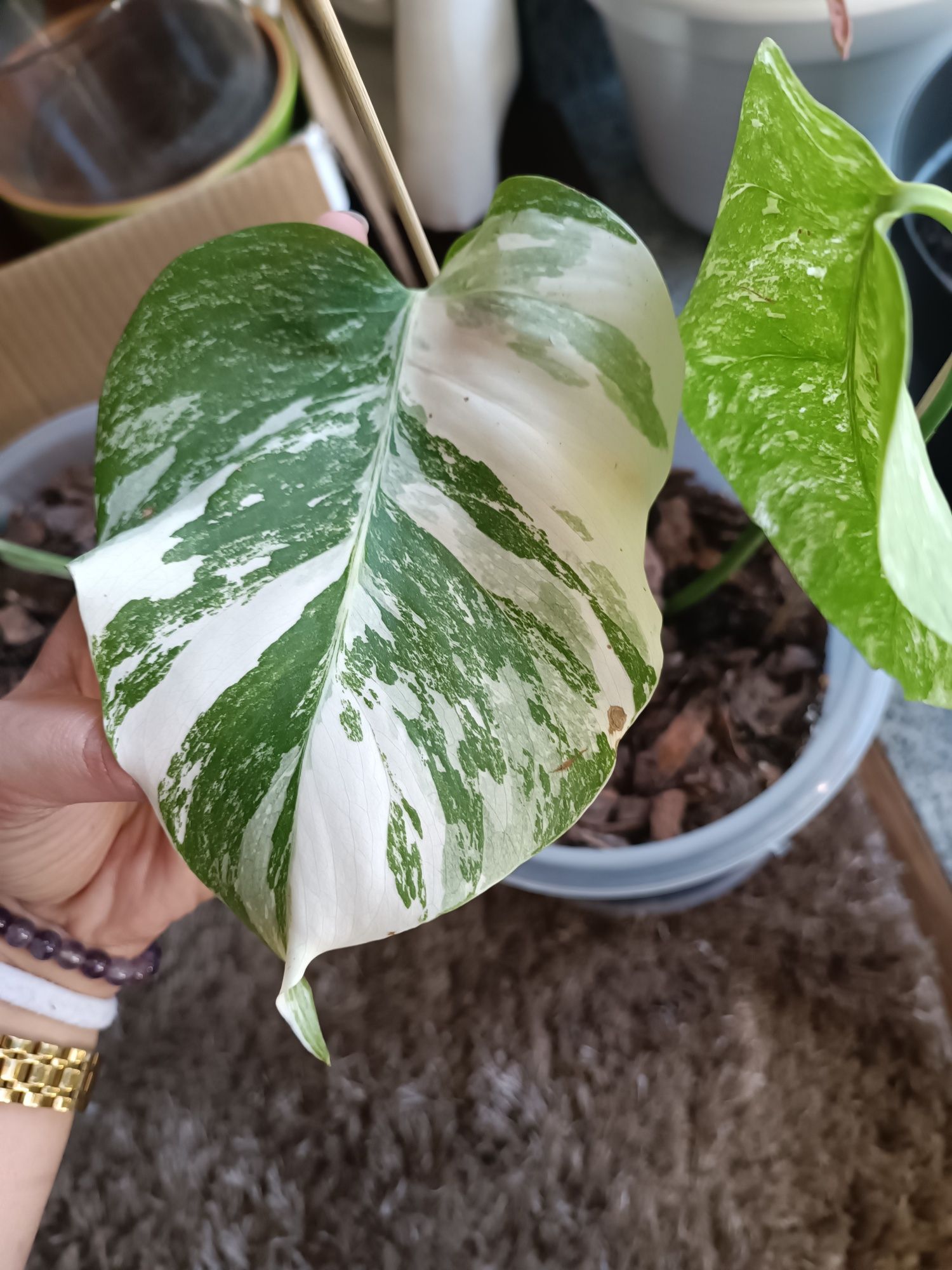 Monstera Albo Variegata