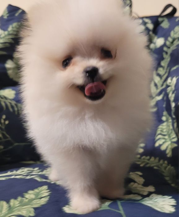 Kremowa suczka Pomeranian