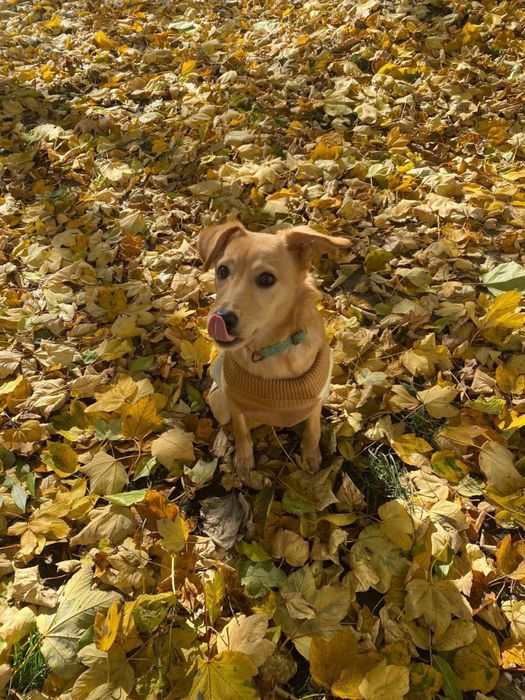 Маленька собачка