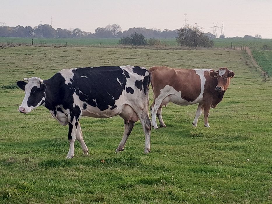 Krowa mleczna rasy holsztyńsko-fryzyjskiej