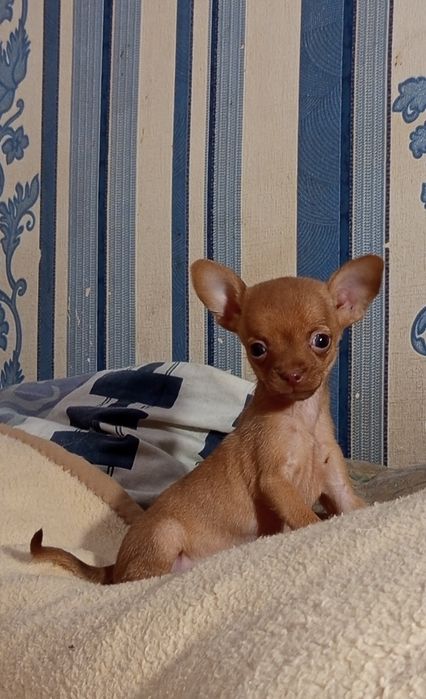 Шикарная малышка Той терьер.