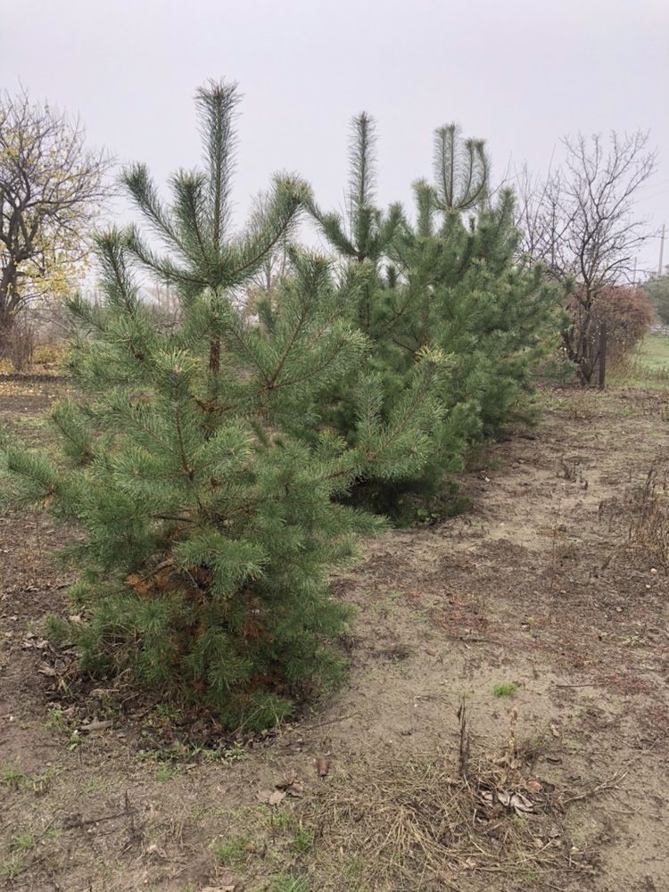 Земельный участок в районе Елизаветовки