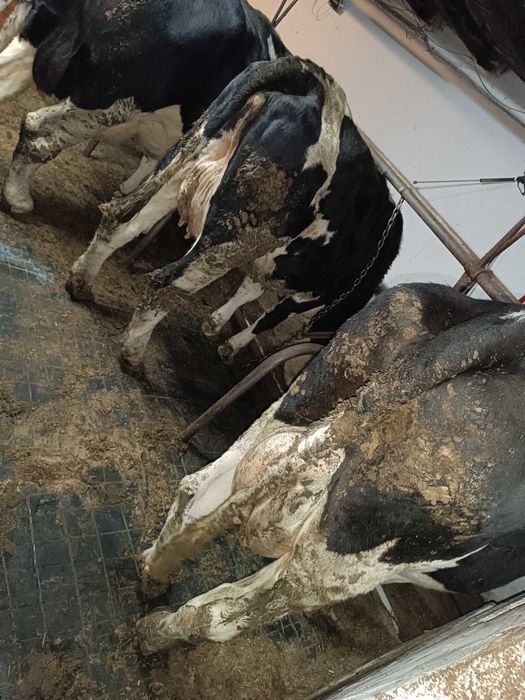 Sprawdzam krowy z mlekiem i jałówki wysokocielne