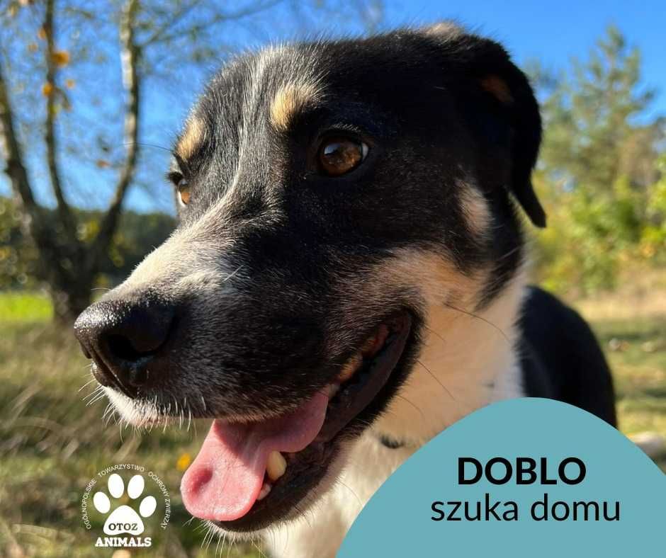 Znaleziono psa  w gm Wicko "Doblo" szuka domu