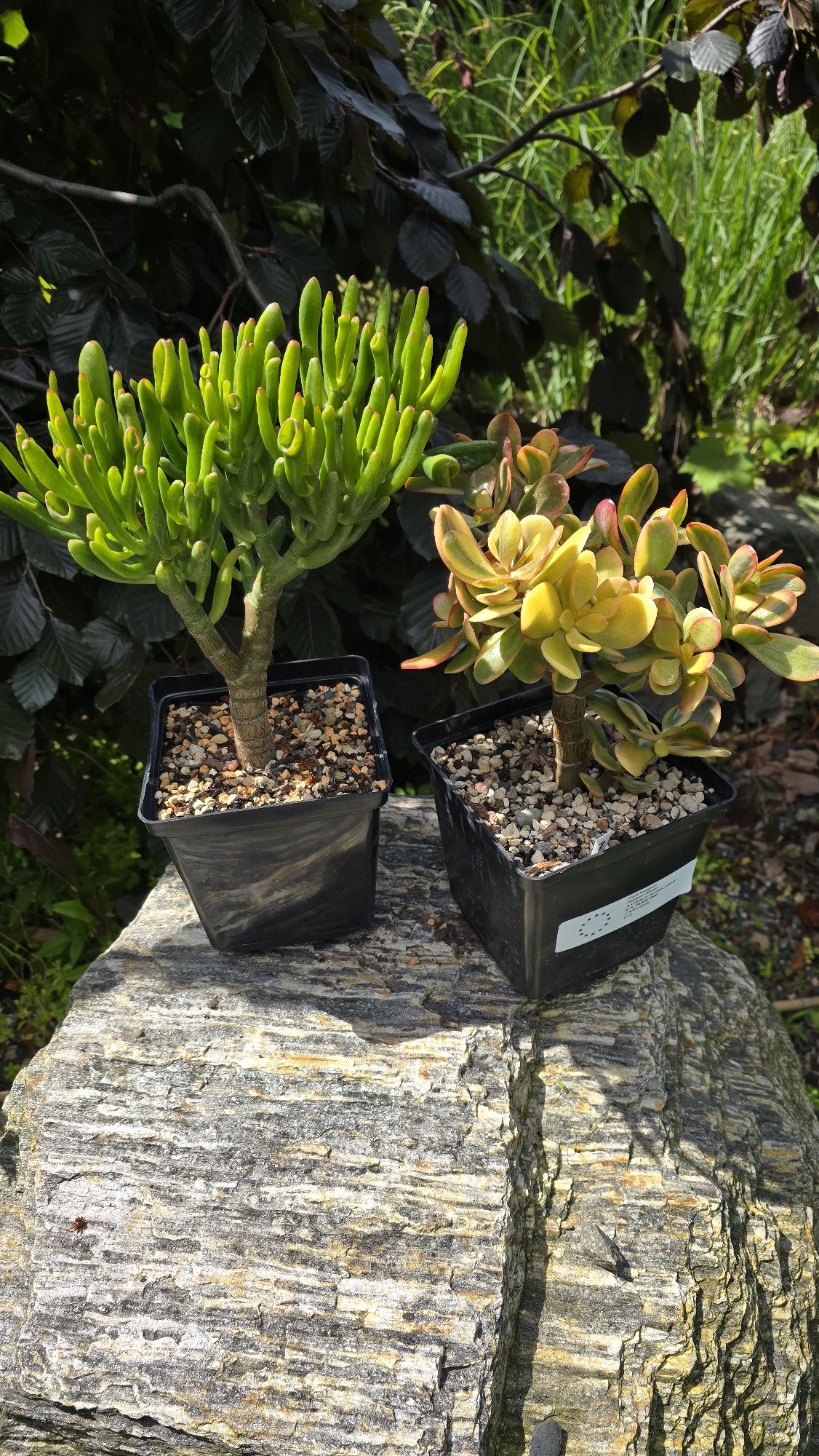 Grubosz Crassula zestaw