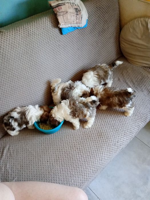 Shiz tzu Z rodowodem