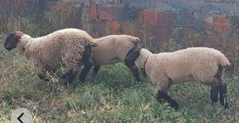 Vendo ovelhas e borregos Suffolk puros